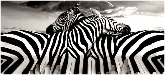 Brabey piano zebras