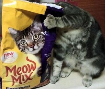 Cat with catfood pack